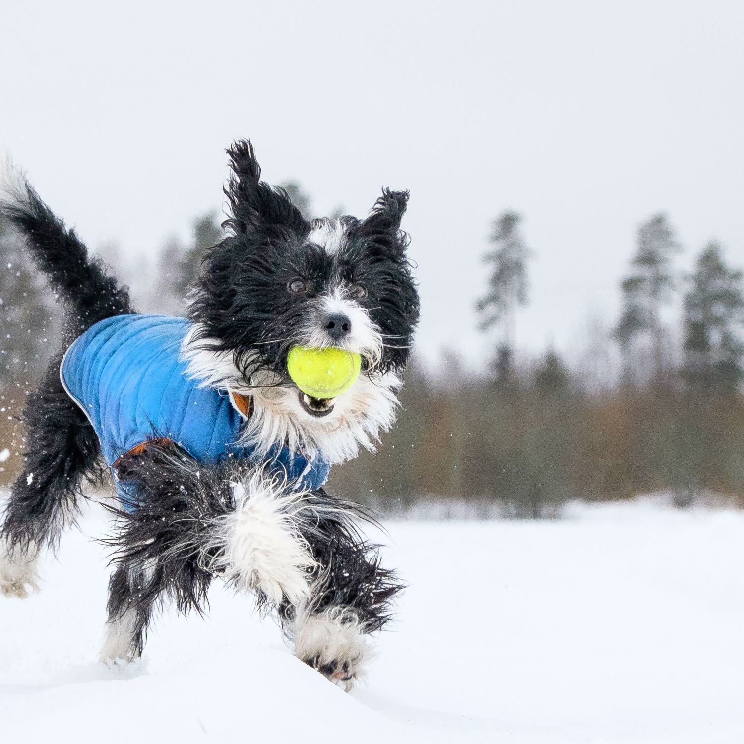 Dog frolicking in the snow