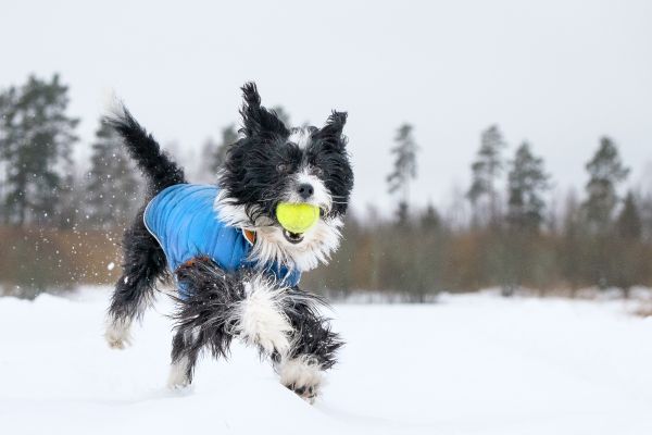 Dog frolicking in the snow