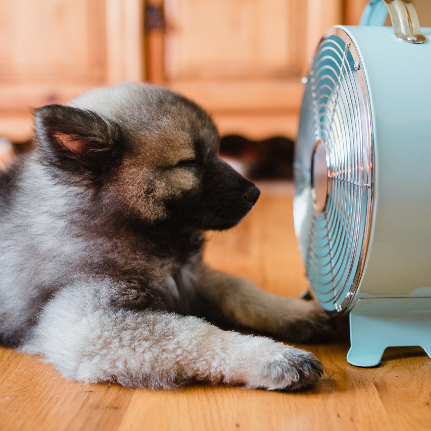 Dog sitting in front of fan keeping cool