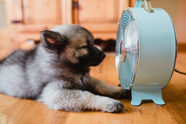 Dog sitting in front of fan keeping cool