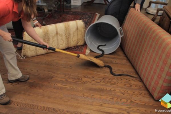 How to Help a Snake Slither Out of Your Home