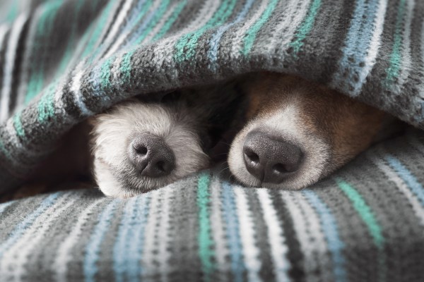 Two dogs underneath a blanket in bed