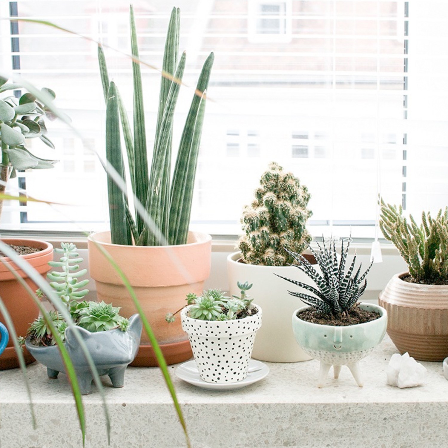 Plants on a home windowsill