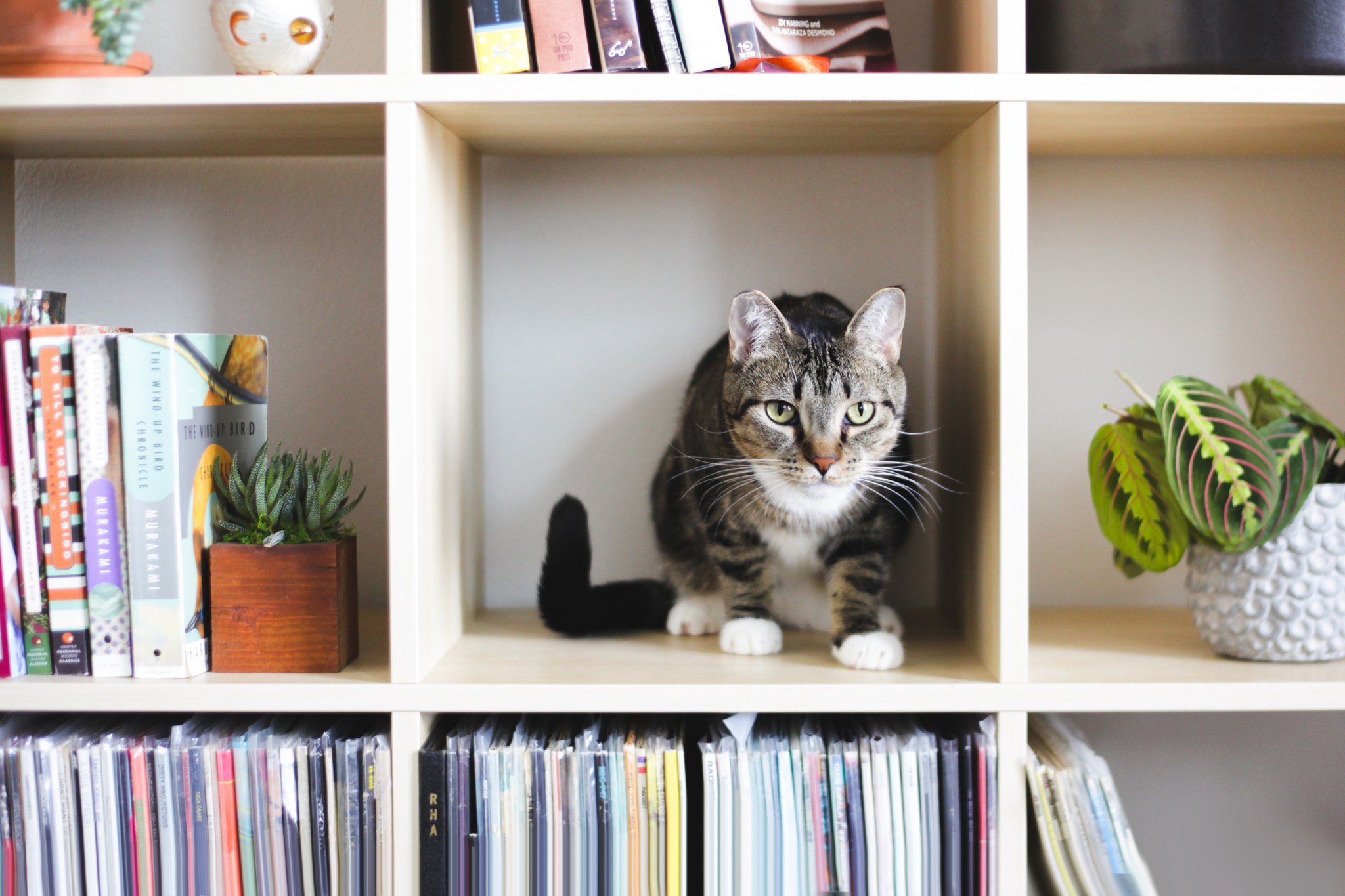 Cat on organized bookshelves