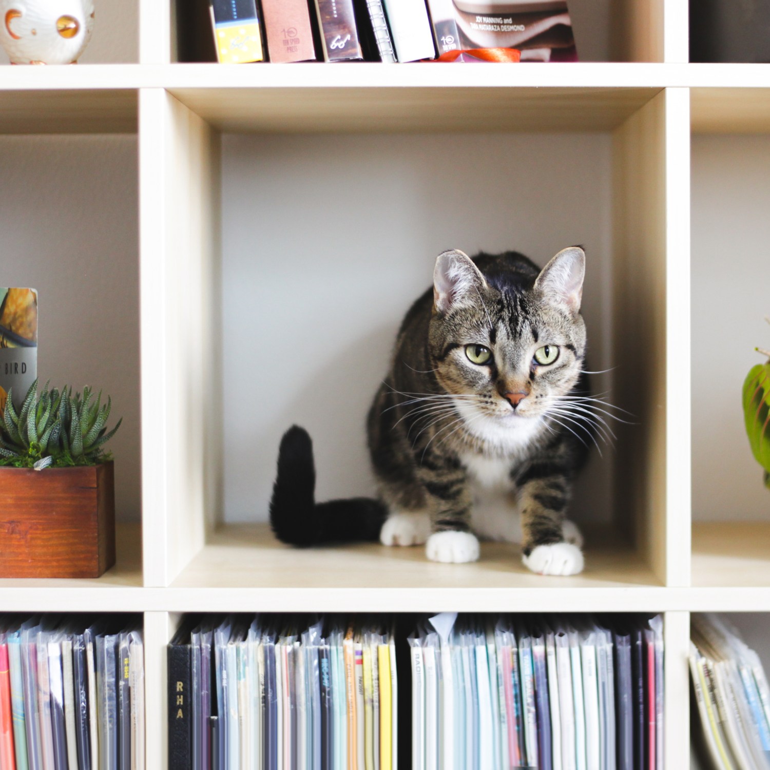 Cat on organized bookshelves