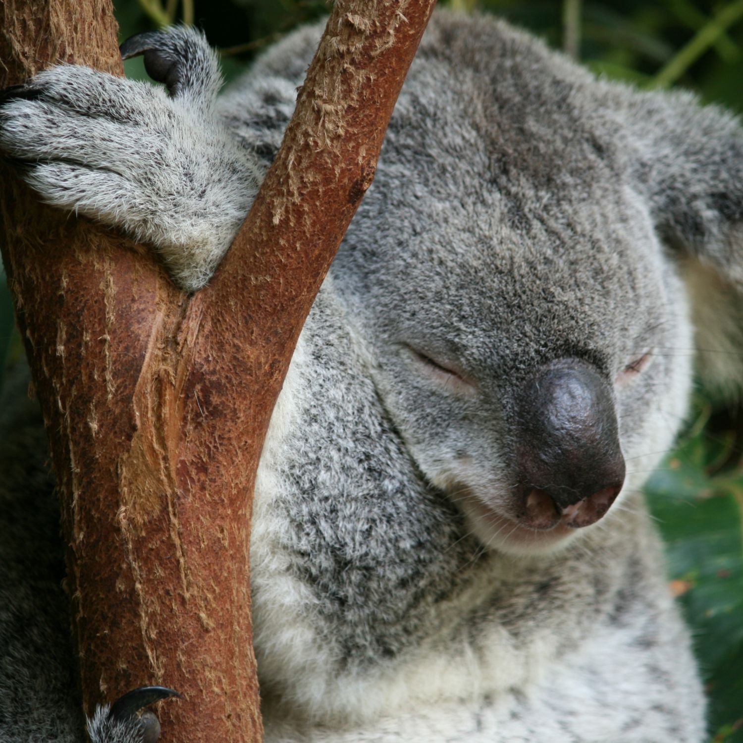 Koala sleeping in a tree