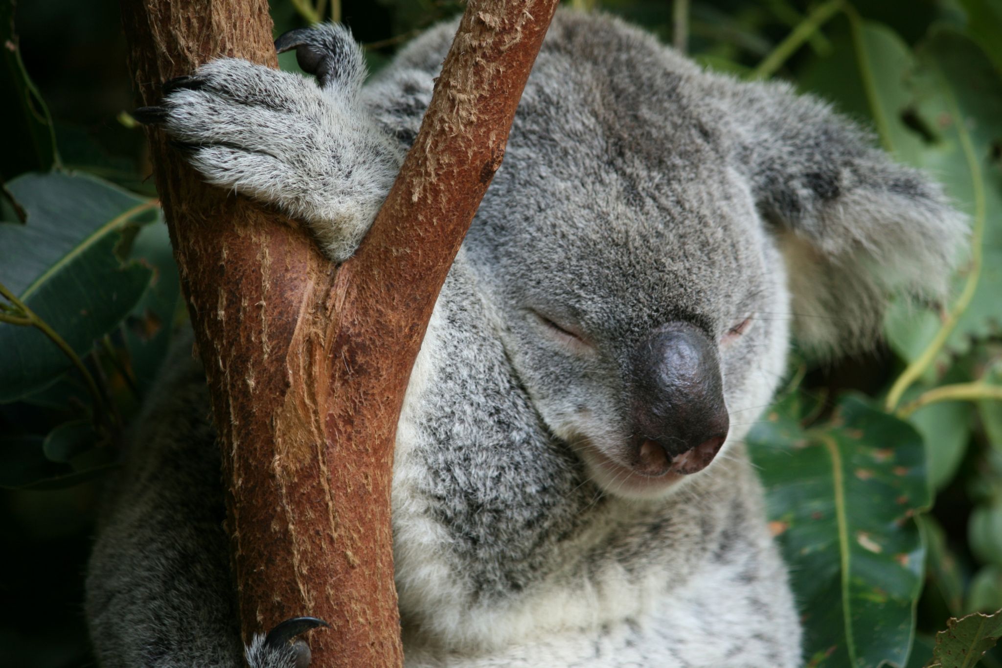 Koala sleeping in a tree