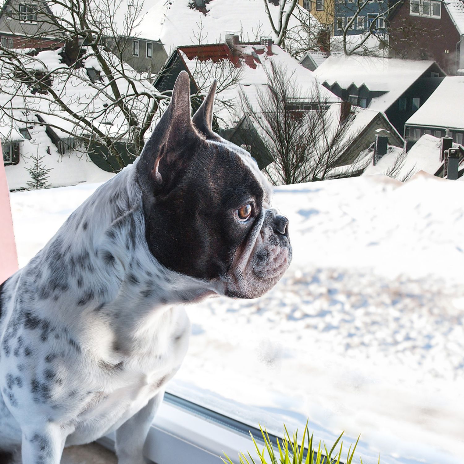 Dog looking out the window onto a snowy town