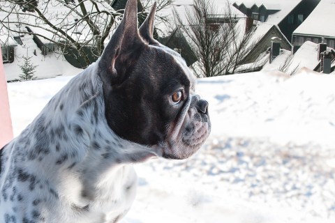 Dog looking out the window onto a snowy town