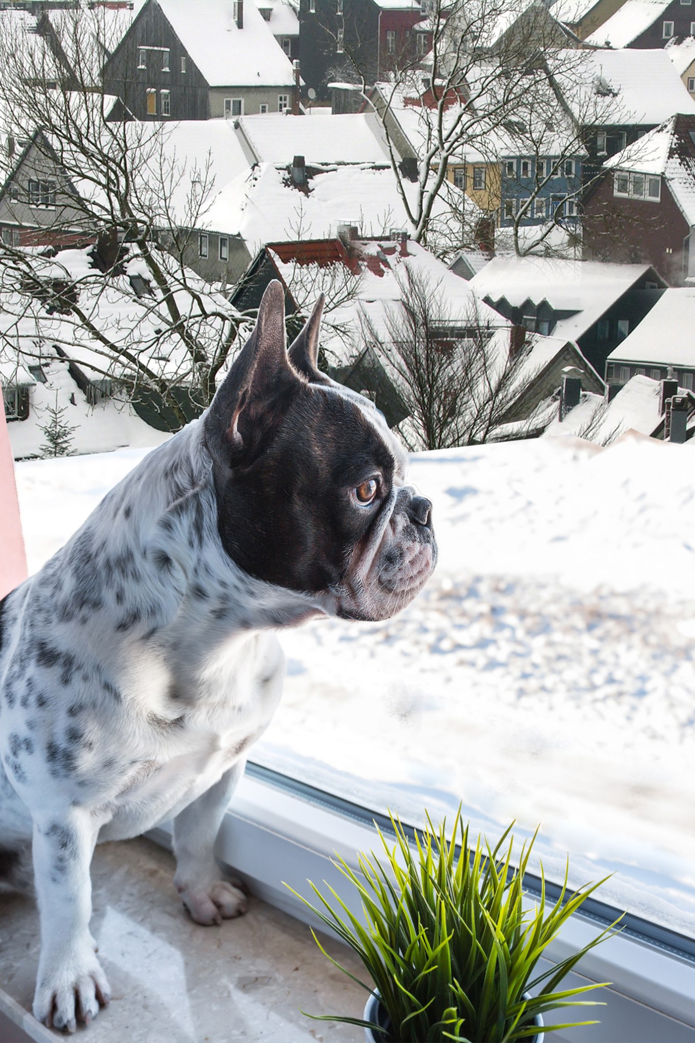 Dog looking out the window onto a snowy town