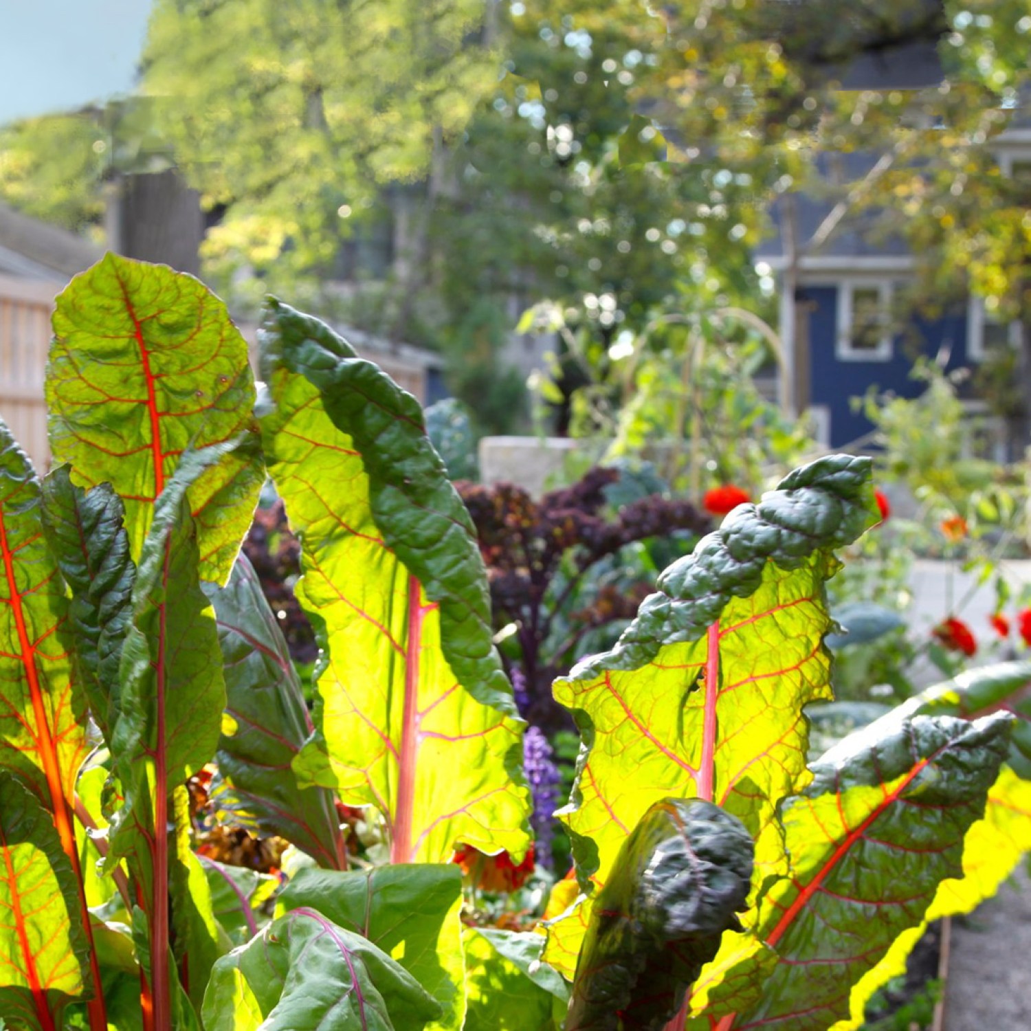 Swiss chard in a home garden