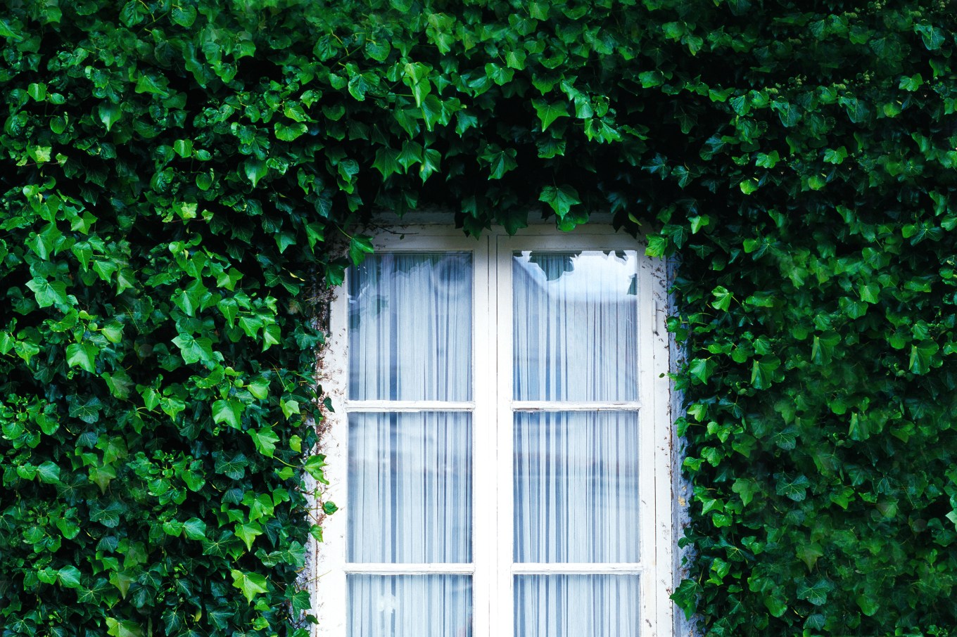 Ivy-covered brick wall of house