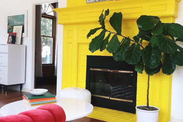 A bright yellow painted fireplace with fiddle leaf fig