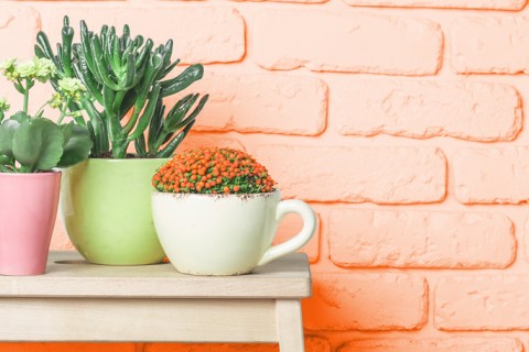 Orange brick wall with succulents
