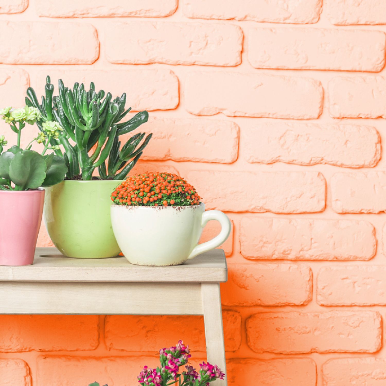 Orange brick wall with succulents