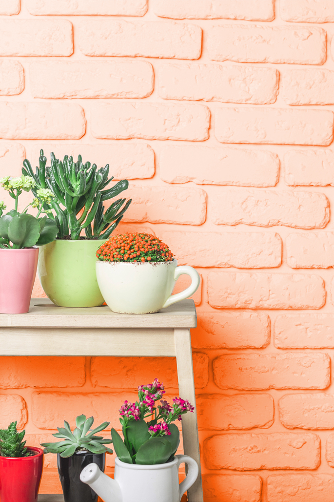 Orange brick wall with succulents