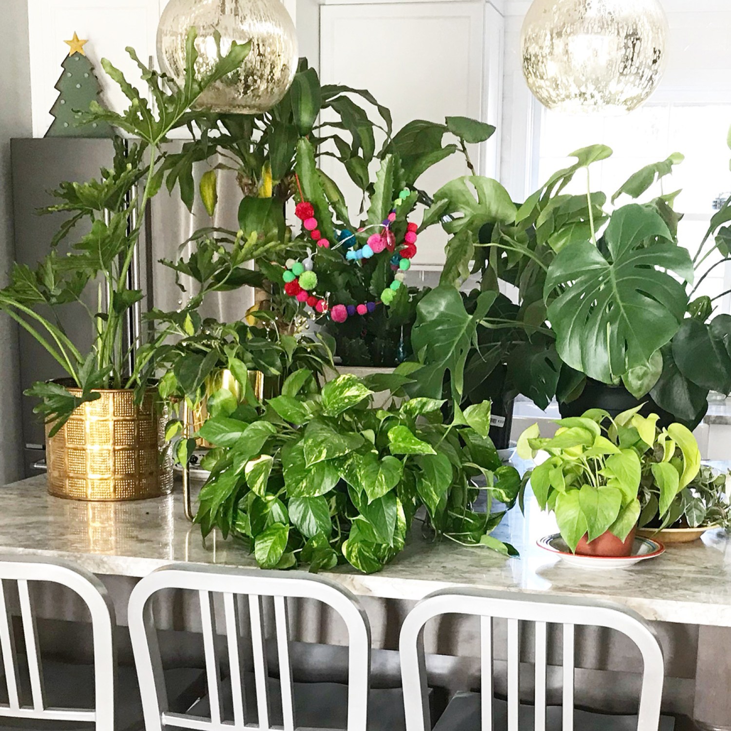A few houseplants on a marble kitchen countertop