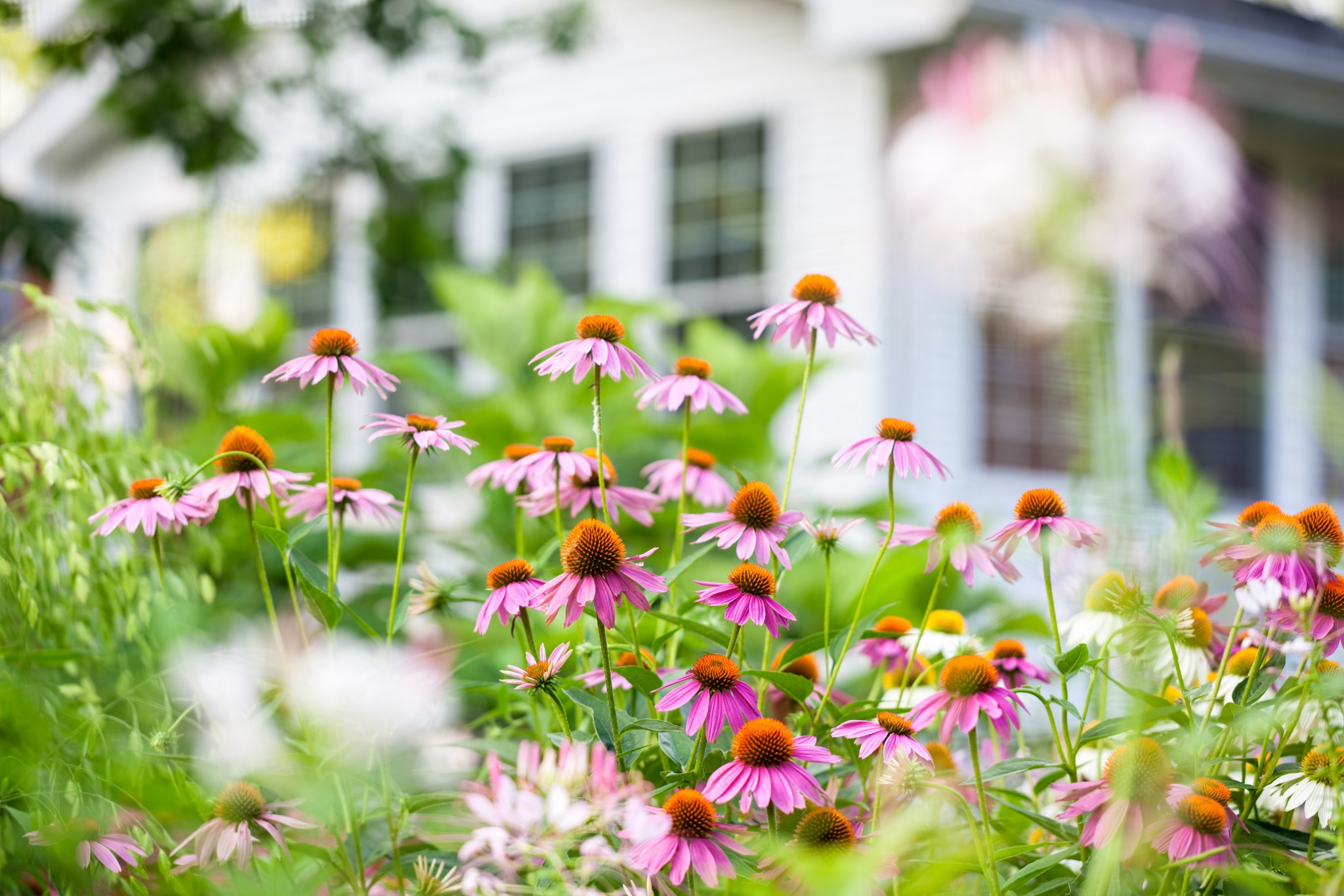 Colorful coneflowers in the yard of a home