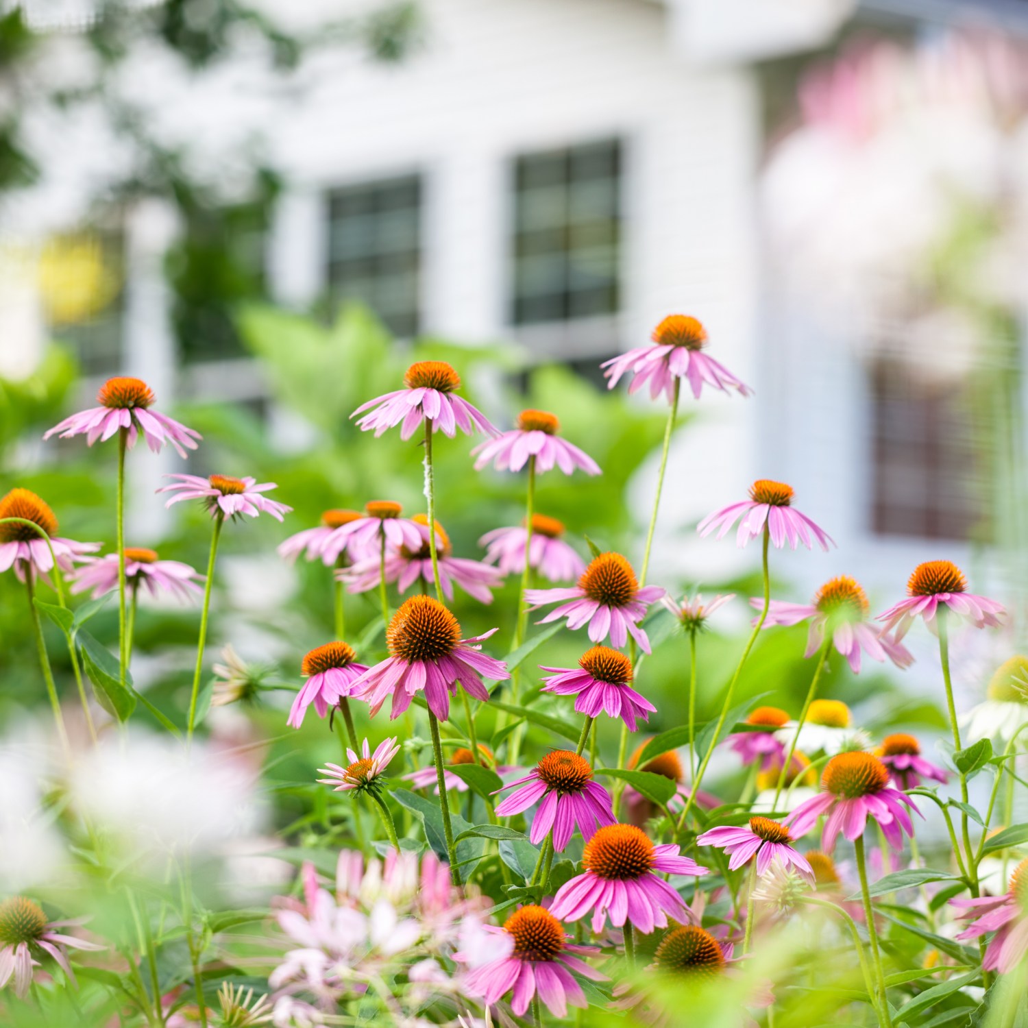 Colorful coneflowers in the yard of a home