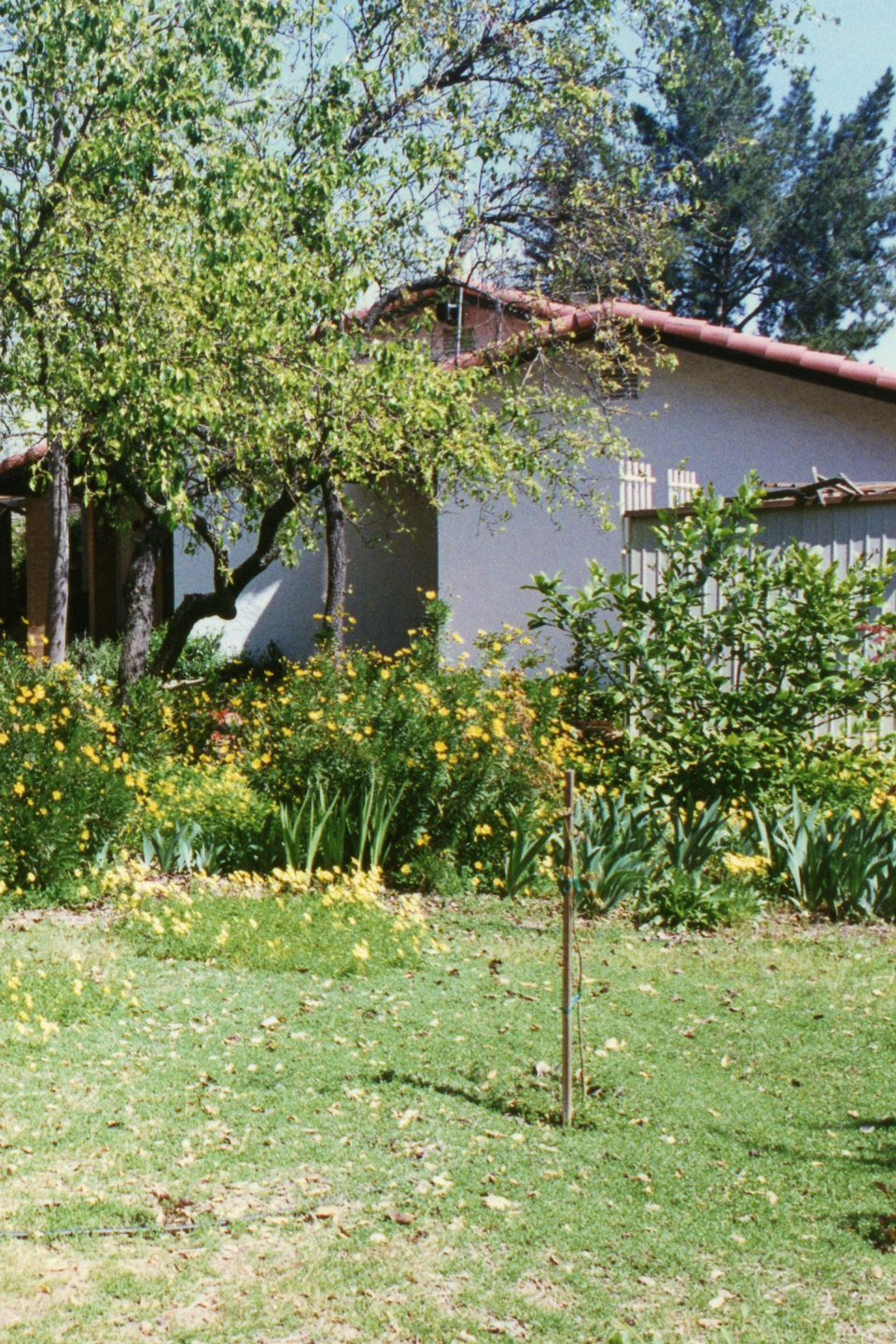 A before image of a backyard with weeds