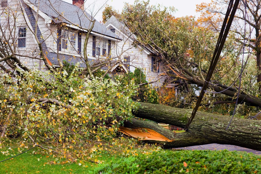 Downed trees and power lines after a storm