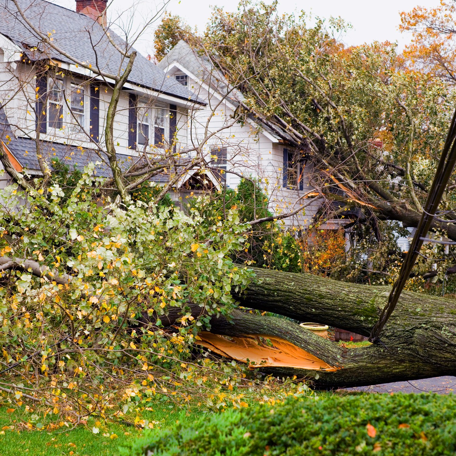Downed trees and power lines after a storm