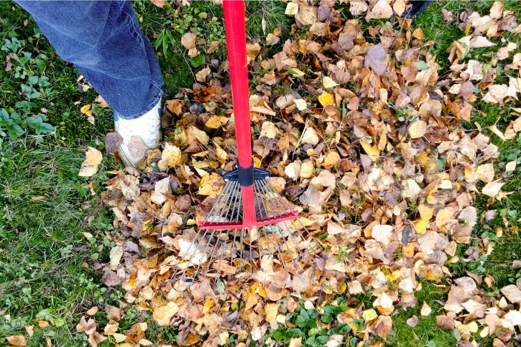 Overhead shot of raking fall leaves | fall yard clean up