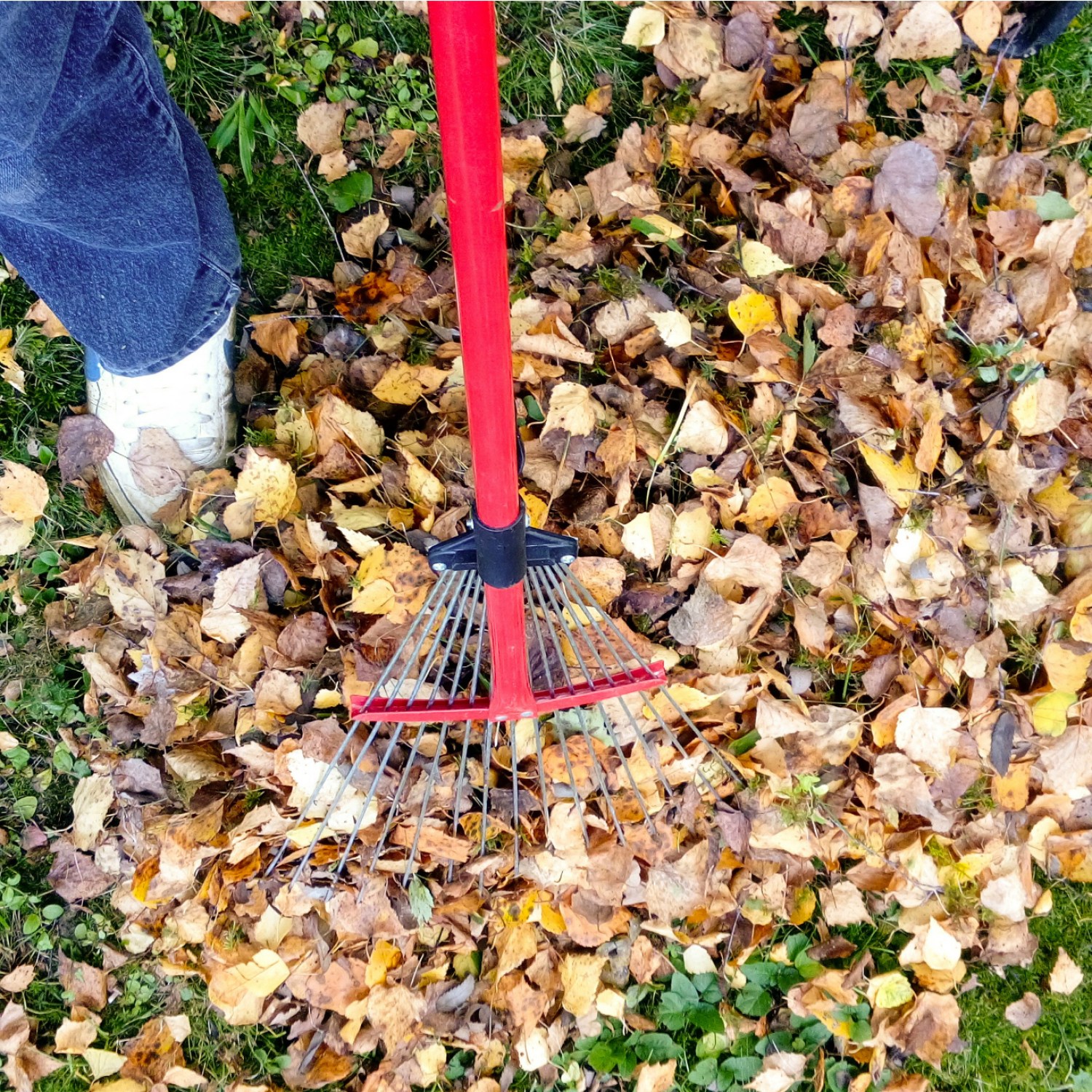 Overhead shot of raking fall leaves | fall yard clean up