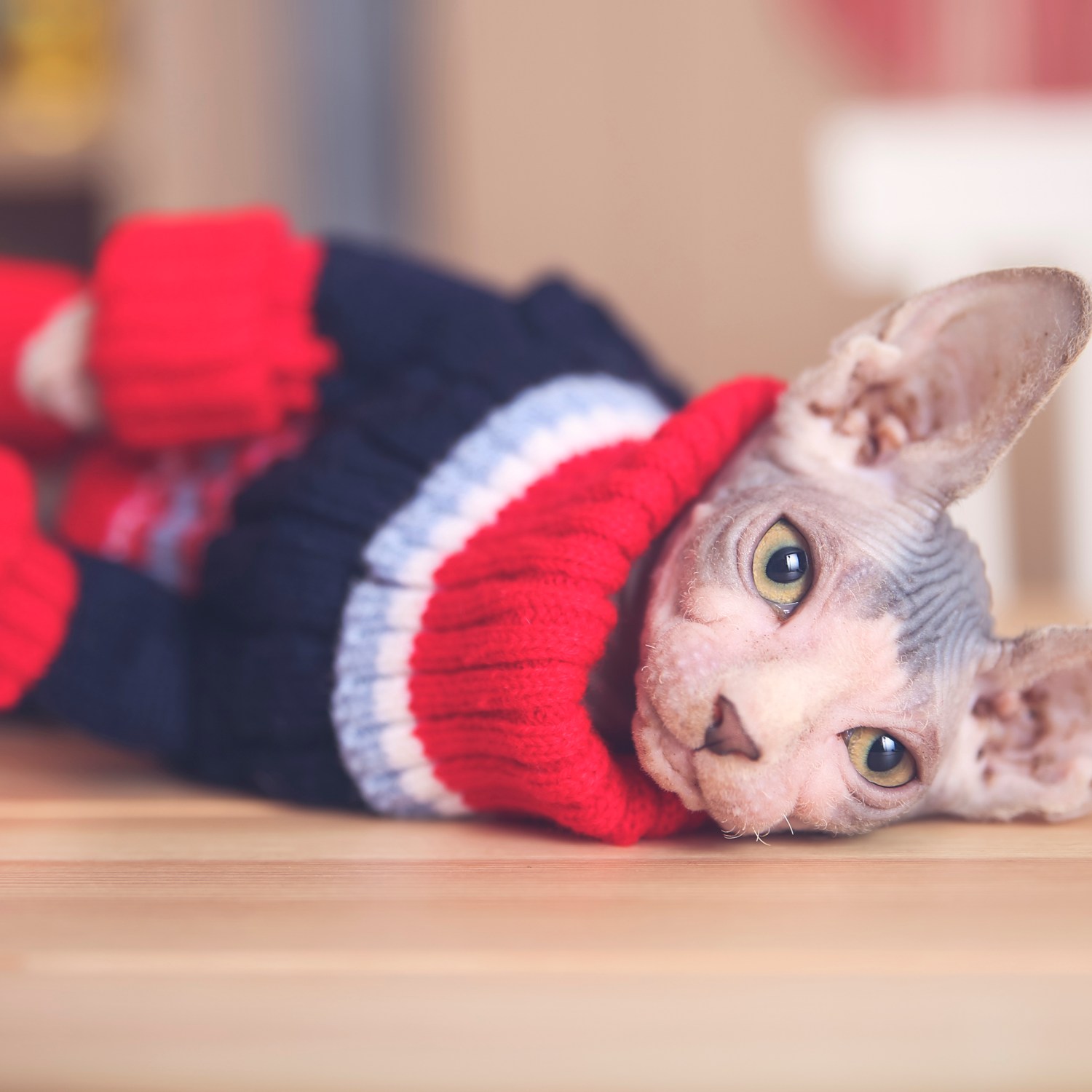 Hairless cat keeping warm in a red and blue sweater