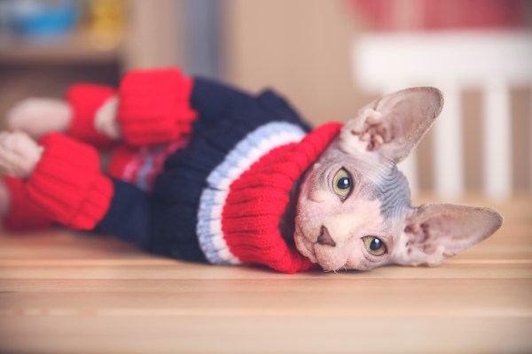 Hairless cat keeping warm in a red and blue sweater