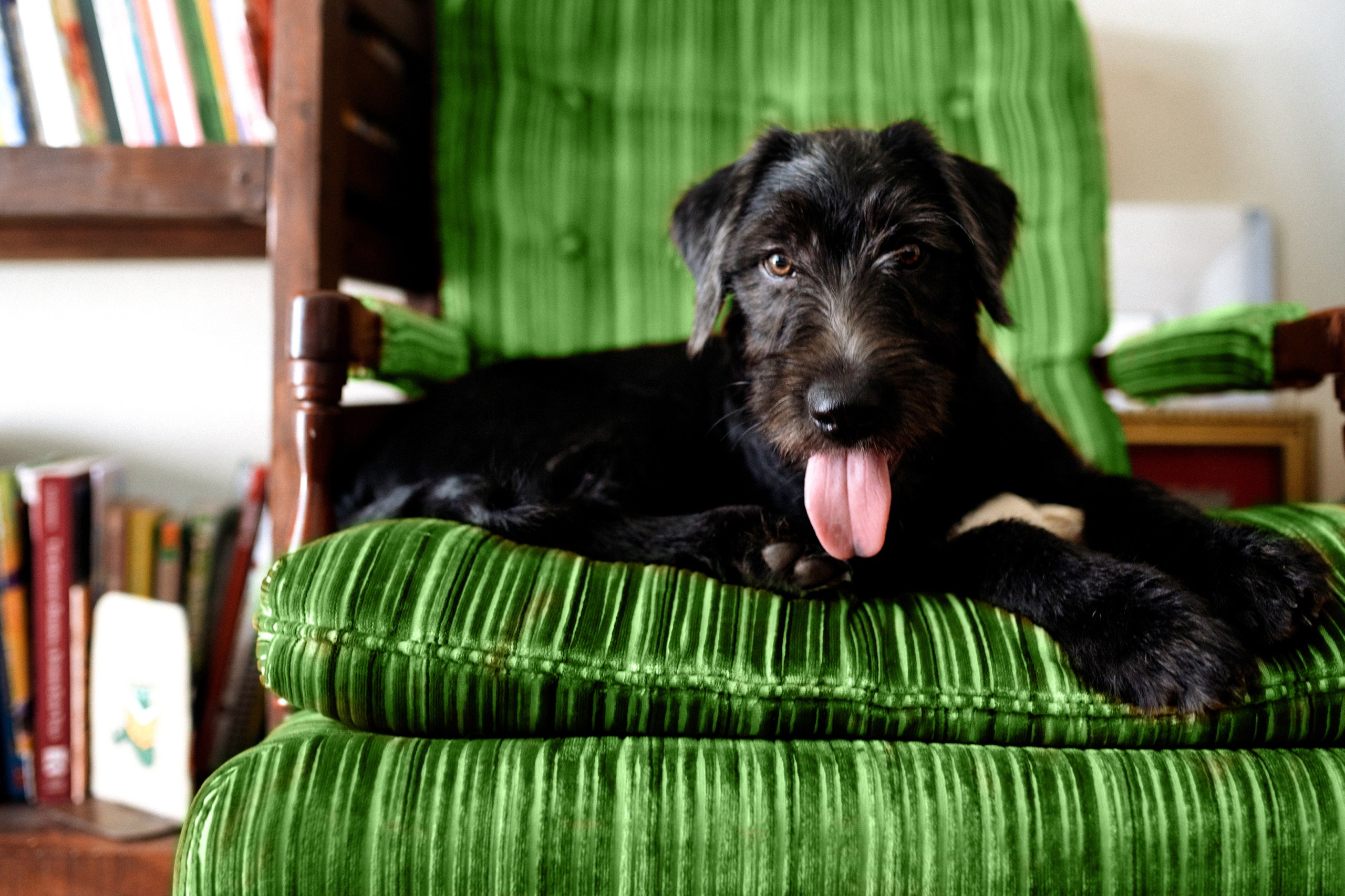 Black dog sitting on green corduroy armchair | Keeping clean