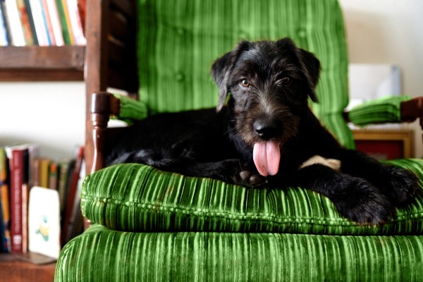 Black dog sitting on green corduroy armchair | Keeping clean