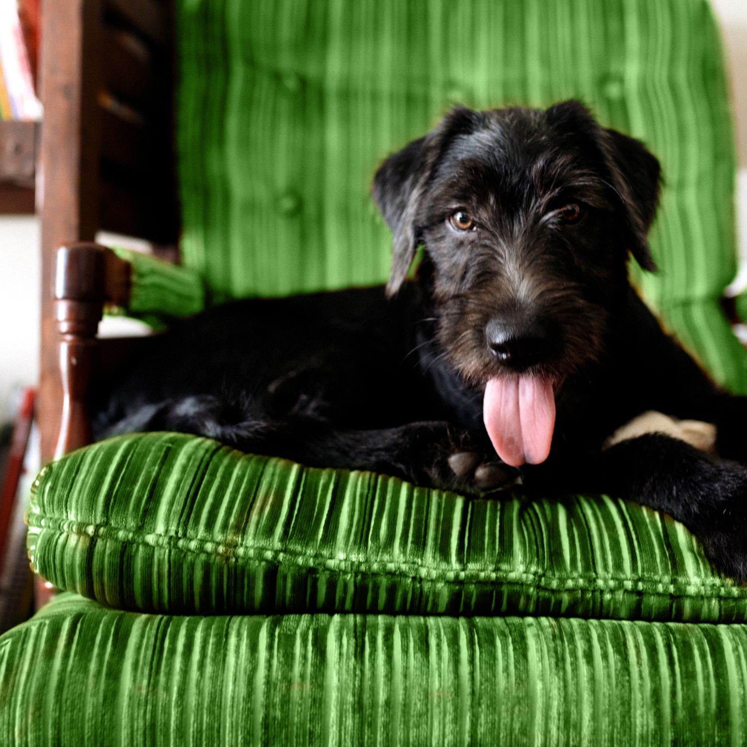 Black dog sitting on green corduroy armchair | Keeping clean