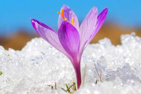 Purple flower peaking through snow against blue sky