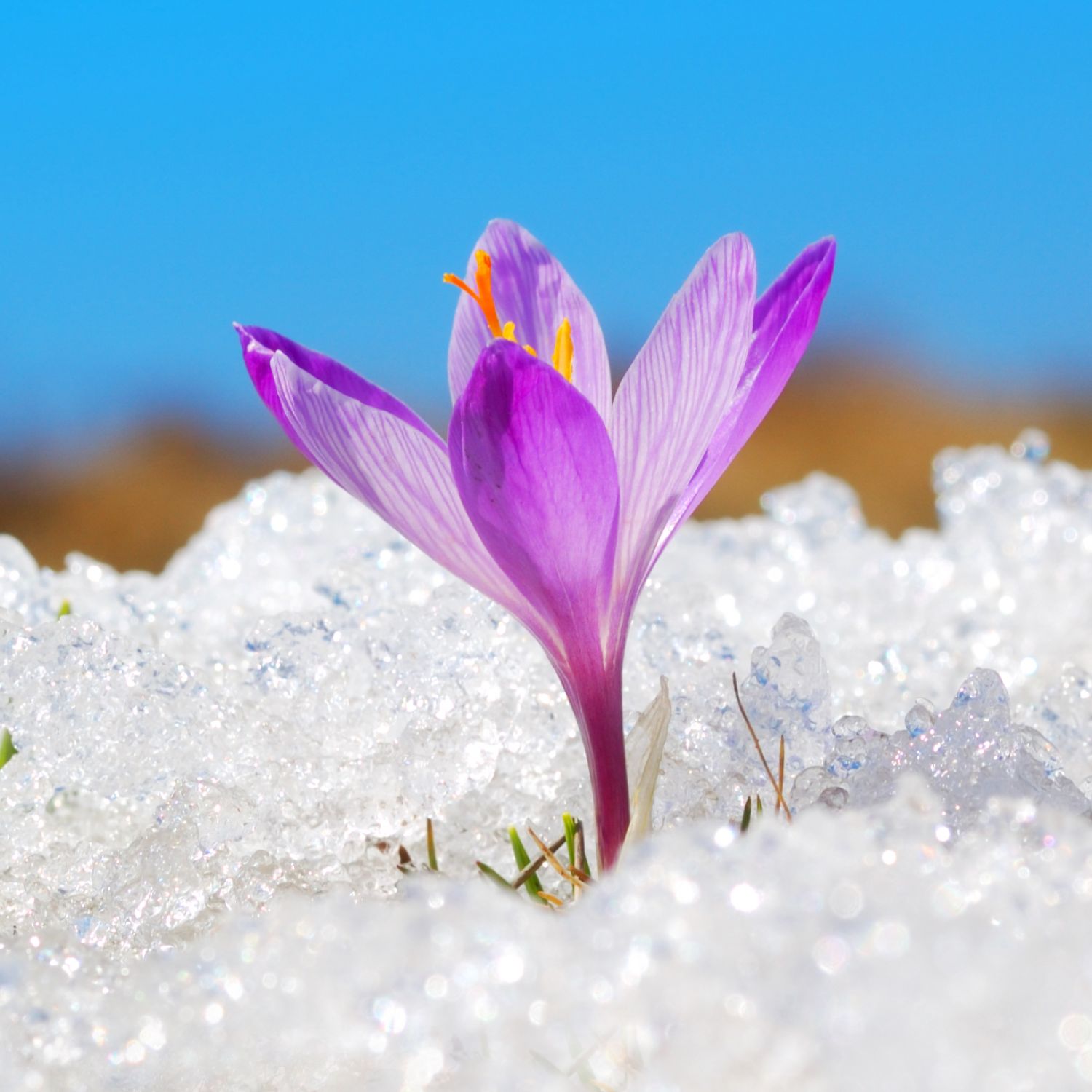 Purple flower peaking through snow against blue sky