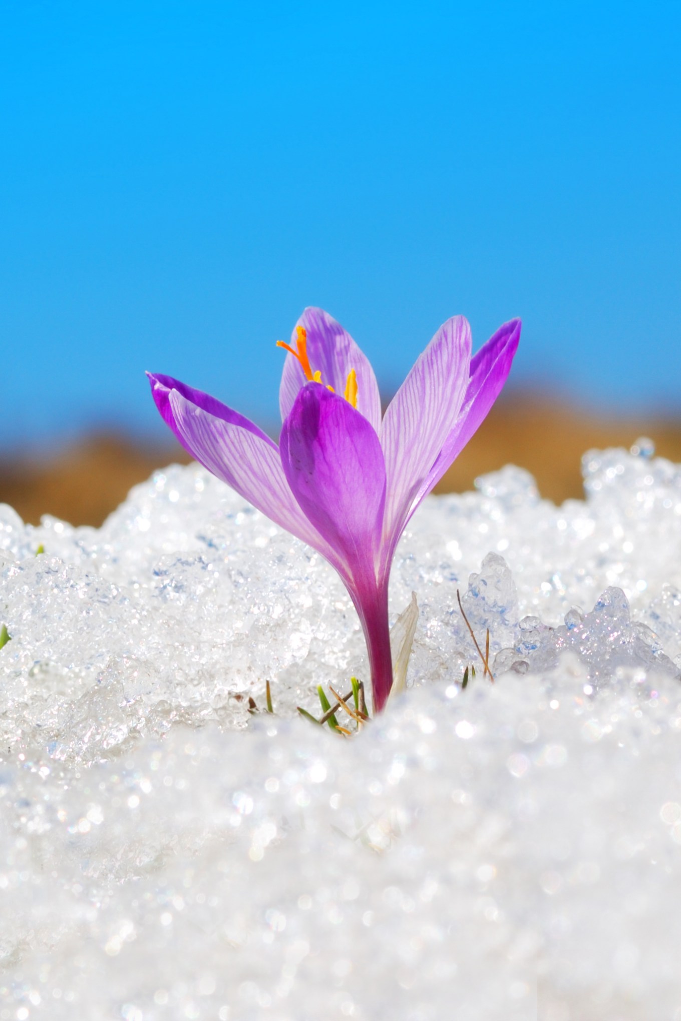 Purple flower peaking through snow against blue sky