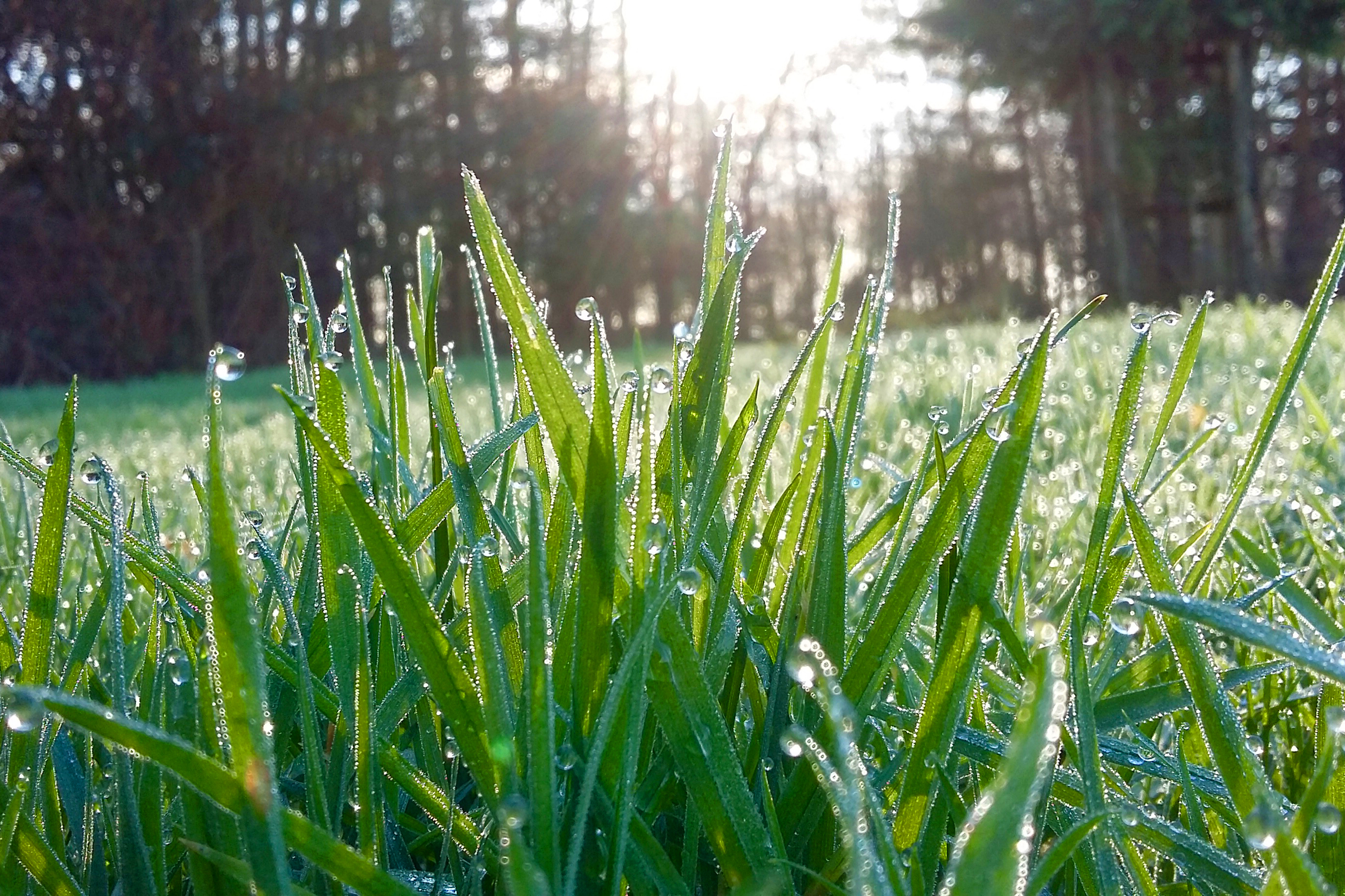 Close up of grass blades covered in dew | Spring Lawn Care