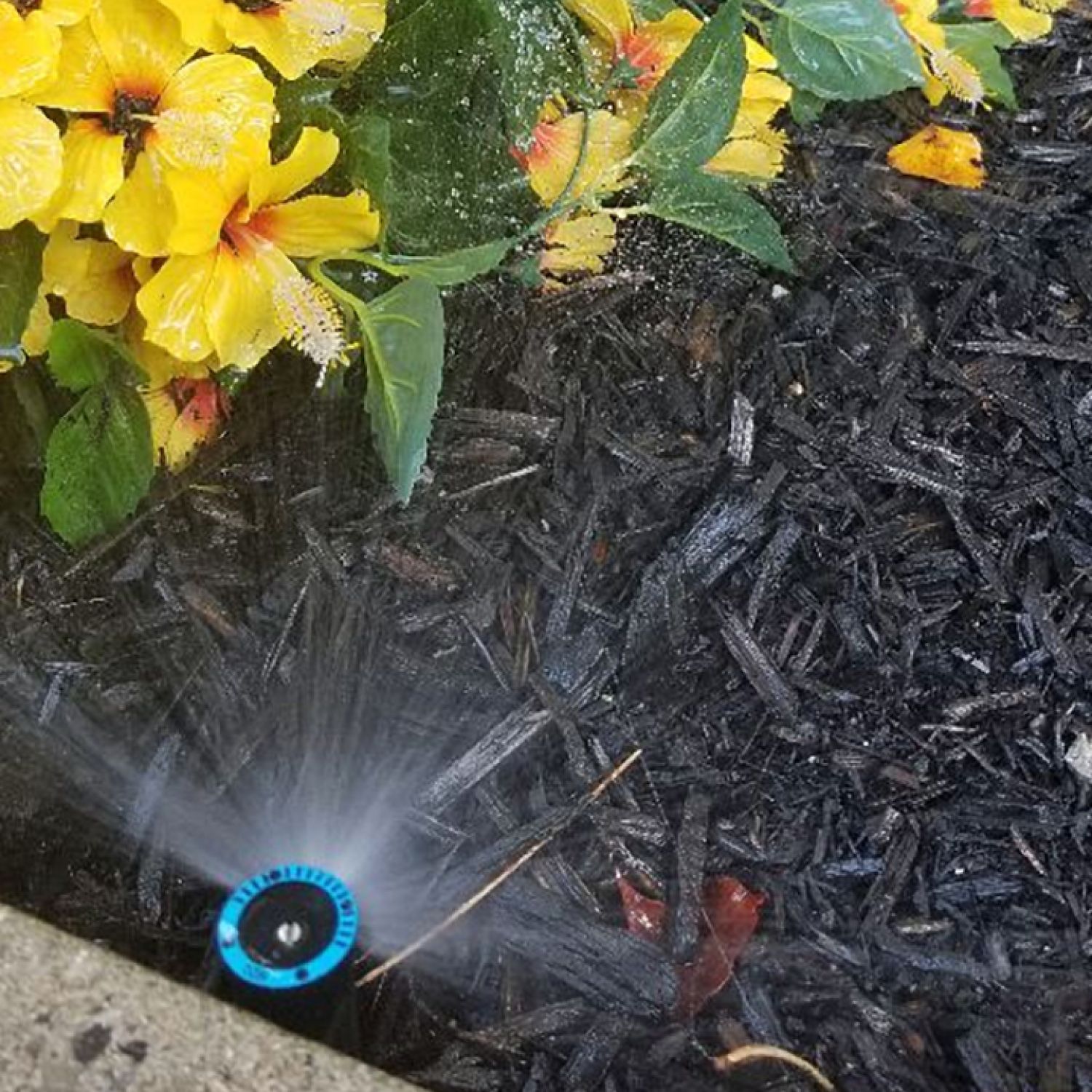 Yellow flowers being sprayed by sprinkler against sidewalk