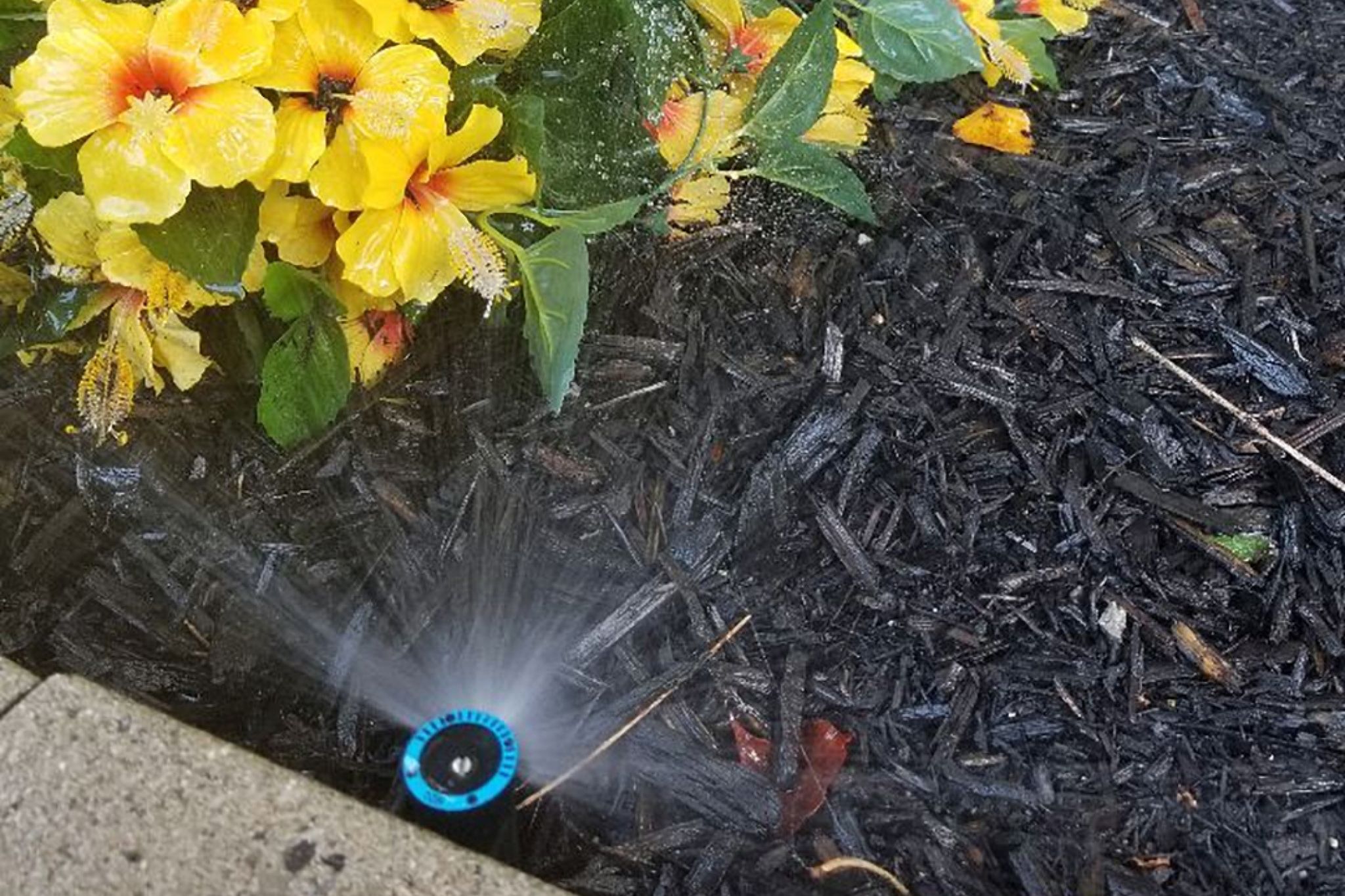 Yellow flowers being sprayed by sprinkler against sidewalk