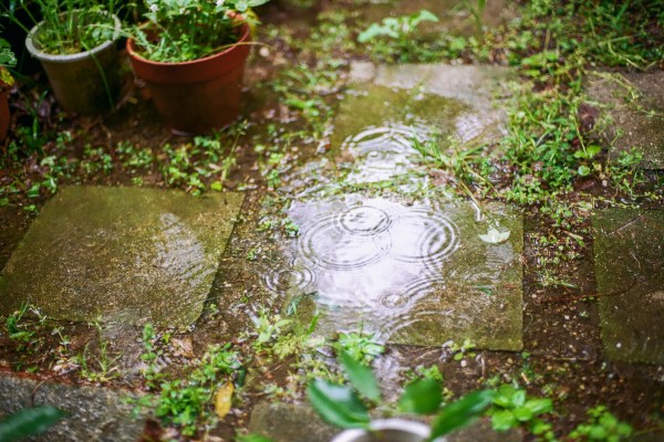 Rain drops in puddles on concrete pavers and potted plants