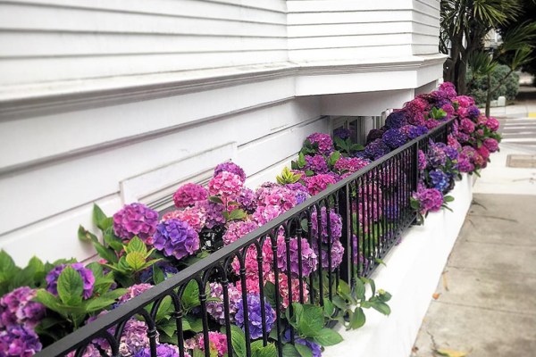Purple and pink hydrangeas against black fence on white home