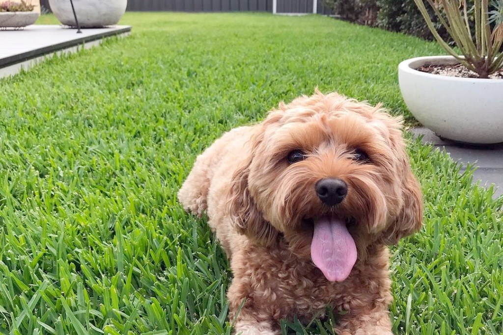 Happy puppy on a yard landscaped for dogs