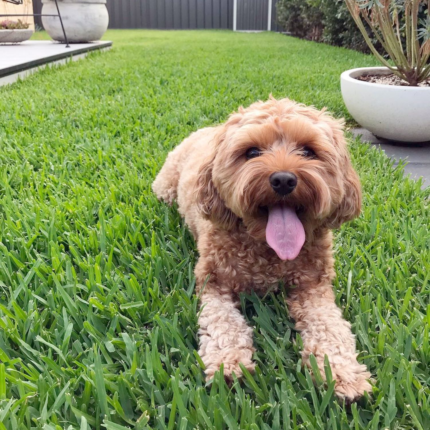 Happy puppy on a yard landscaped for dogs