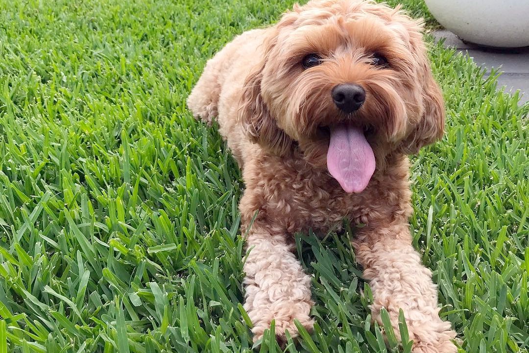 Landscaping for Dogs HouseLogic DogFriendly Landscaping