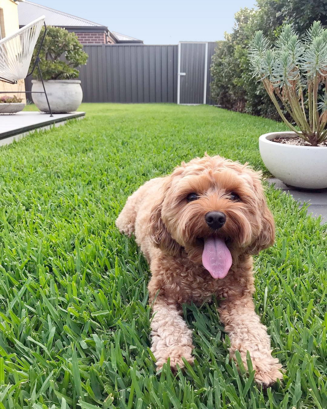 Happy puppy on a yard landscaped for dogs