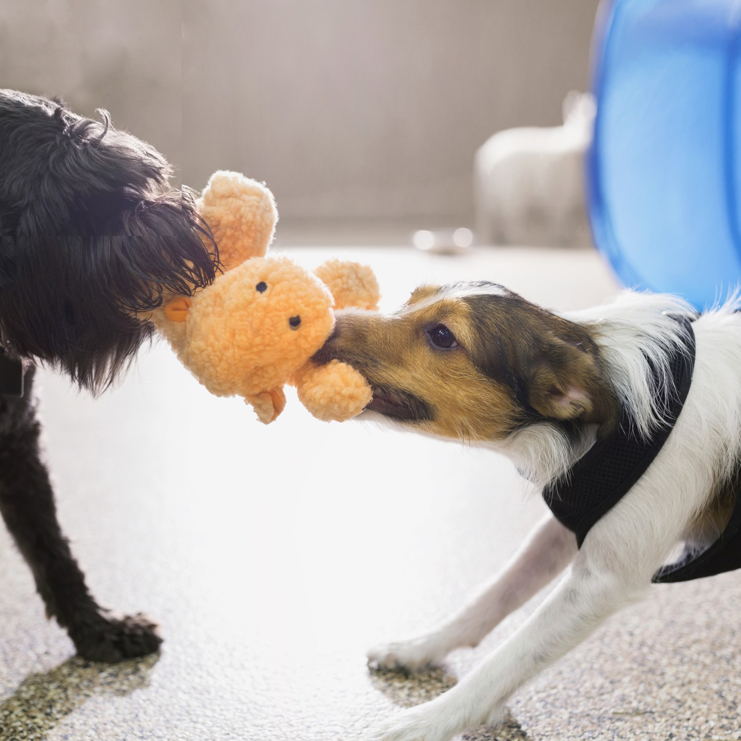 Two dogs fighting over a stuffed animal | Negotiating house price
