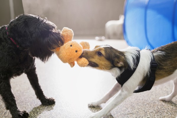 Two dogs fighting over a stuffed animal | Negotiating house price