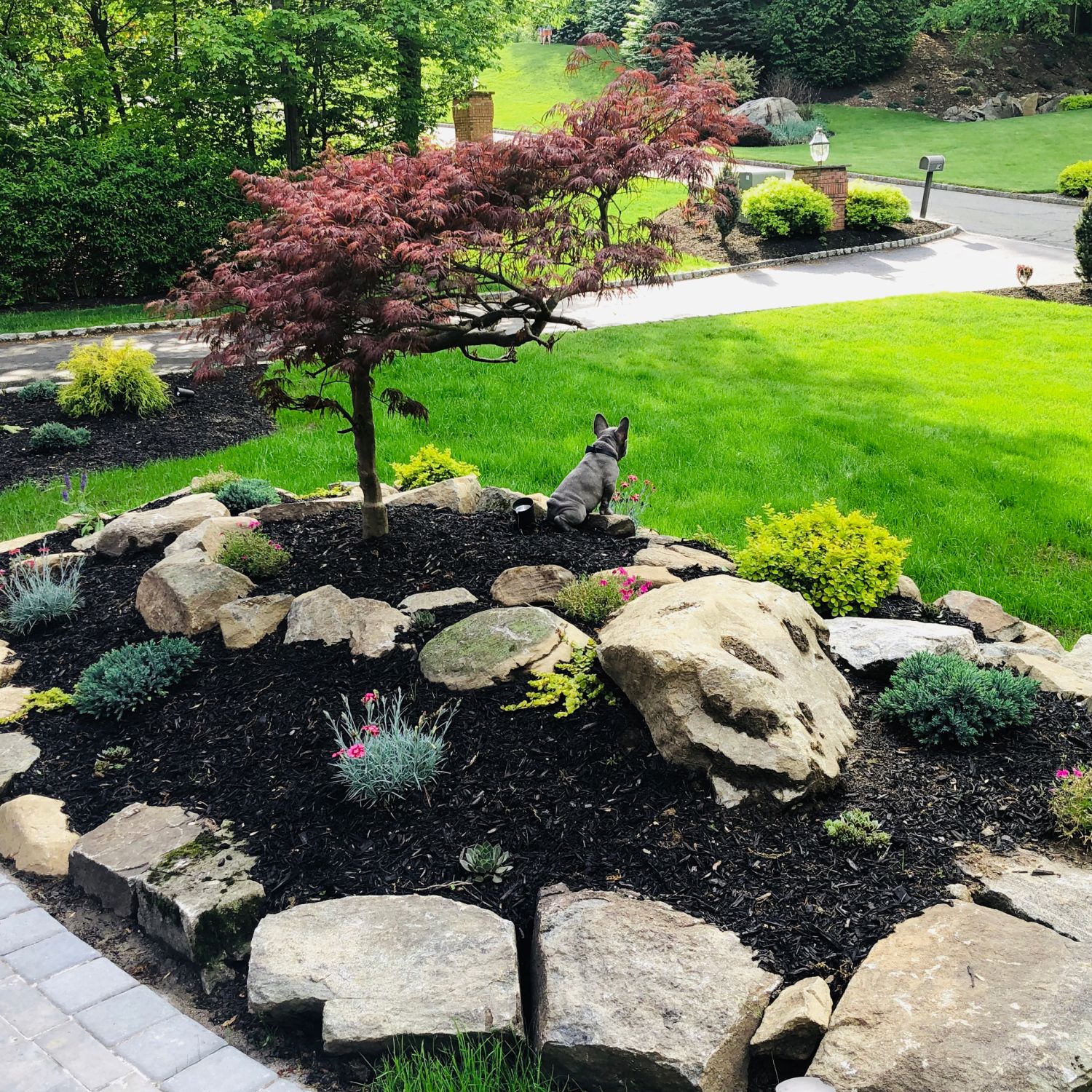 Spring front yard with small tree, and mulched flower bed