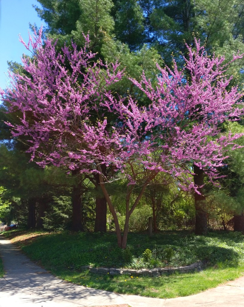 Eastern redbud wind-resistant tree