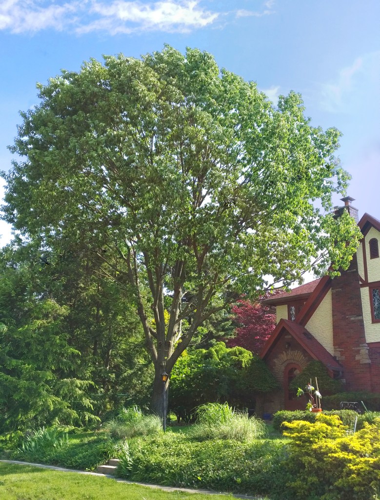 Red oak tree in the front yard of a home | Wind resistant